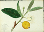 Myrtaceae - Psidium guajava 