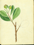 Myrtaceae - Psidium cattleyanum 