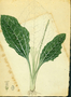 Plantaginaceae - Plantago major 