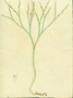 Psilotaceae - Psilotum nudum 