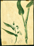 Poaceae - Coix lacryma-jobi 