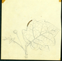 Solanaceae - Solanum torvum 