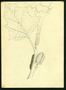 Solanaceae - Datura stramonium 