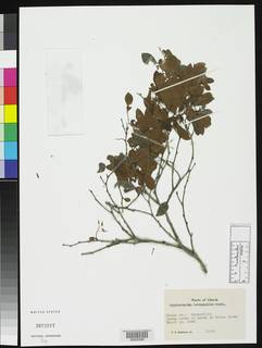 Cryptosepalum tetraphyllum image