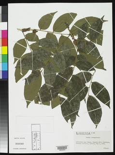 Crudia senegalensis image