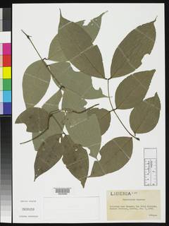 Image of Englerodendron obanense