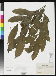 Gilbertiodendron preussii image