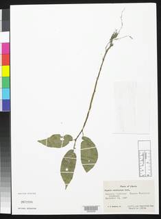 Image of Begonia macrocarpa