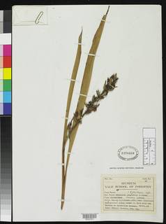 Renealmia longifolia image