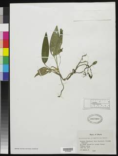 Image of Chlorophytum alismifolium