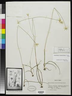 Mesanthemum prescottianum image