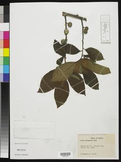 Image of Ficus exasperata