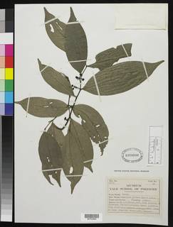 Image of Greenwayodendron oliveri