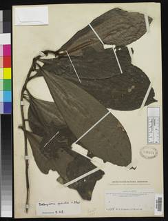 Delpydora gracilis image