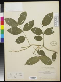 Image of Jasminum pauciflorum