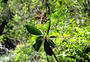 Amaranthaceae - Charpentiera obovata 