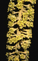 Araliaceae - Polyscias racemosa 