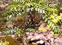 Araliaceae - Polyscias gymnocarpa 