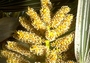 Arecaceae - Pritchardia hillebrandii 