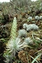 Asteraceae - Argyroxiphium caliginis 