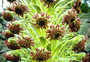 Asteraceae - Argyroxiphium sandwicense subsp. sandwicense 