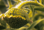 Asteraceae - Argyroxiphium grayanum 