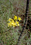 Asteraceae - Bidens menziesii subsp. menziesii 
