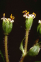 Asteraceae - Dubautia paleata 