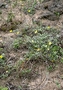 Asteraceae - Wollastonia integrifolia 