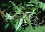 Asteraceae - Remya kauaiensis 