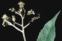 Asteraceae - Remya kauaiensis 