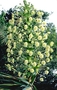 Asteraceae - Wilkesia gymnoxiphium 