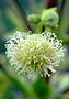 Asteraceae - Wilkesia gymnoxiphium 