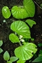 Begoniaceae - Begonia hirtella 