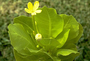 Campanulaceae - Brighamia insignis 