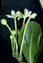 Campanulaceae - Brighamia rockii 