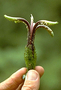 Campanulaceae - Cyanea aculeatiflora 