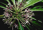 Campanulaceae - Cyanea angustifolia 