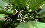 Campanulaceae - Cyanea macrostegia 