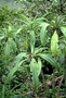 Campanulaceae - Cyanea fissa 