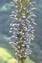 Campanulaceae - Lobelia hypoleuca 