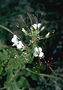 Cleomaceae - Cleome gynandra 