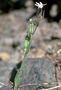 Caryophyllaceae - Silene gallica 