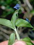 Commelinaceae - Commelina diffusa 