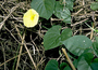 Convolvulaceae - Ipomoea ochracea 