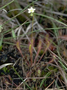 Droseraceae - Drosera anglica 