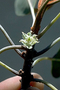 Ebenaceae - Diospyros sandwicensis 