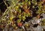 Ericaceae - Vaccinium reticulatum 