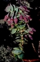 Ericaceae - Vaccinium reticulatum 