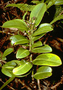 Euphorbiaceae - Euphorbia clusiifolia 